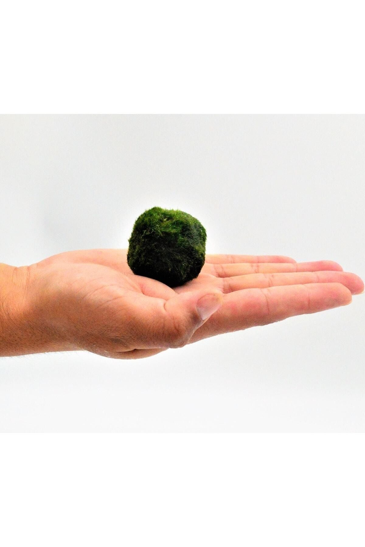 Şans Getiren Marimo Patara
